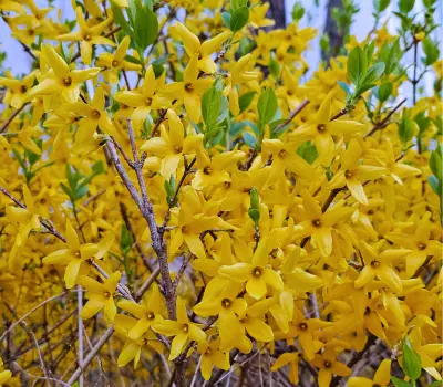 Желтый кустарник форзиция распускается весной. 