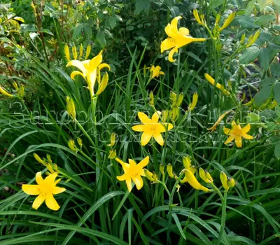 вЛилейник желтый лимонный (желтая лилия, Hemerocallis flava, H. lilioasphodelus) - сильно пахнущее ароматное растение для сада. Лилейник желтый лимонный (желтая лилия, Hemerocallis flava, H. lilioasphodelus) - сильно пахнущее ароматное растение для сада.