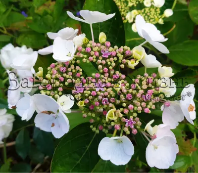Гортензия крупнолистная кружевная сорта Lanarth White. Гортензия крупнолистная кружевная сорта Lanarth White.
