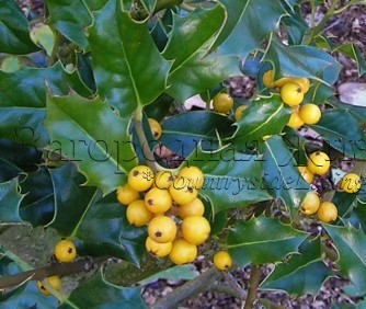 Падуб остролистный (остролист) с желтыми ягодами (Ilex aquifolium)