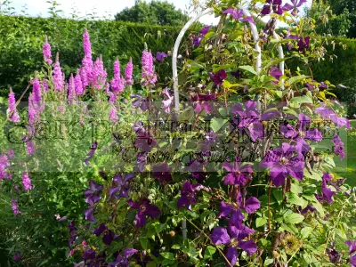 Дербенник иволистный (плакун трава) и фиолетовый клематис Etoile Violette в смешанном цветнике нашего сада. 