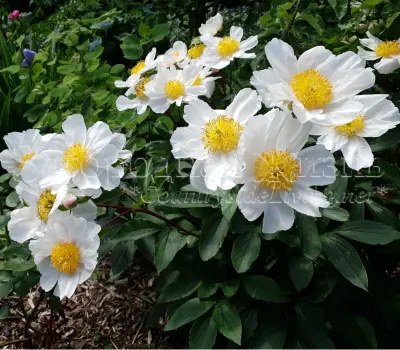 Самые ароматные и душистые цветы в саду. Пионы гималайские эмоди (Paeonia emodi, Himalayan peony). Самые ароматные и душистые цветы в саду. Пионы гималайские эмоди (Paeonia emodi, Himalayan peony).