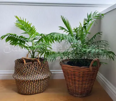 Домашние пальмы хамедореи у нас дома. Разные условия выращивания. 