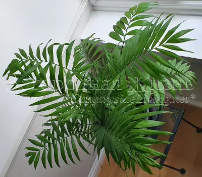 Хамедорея элеганс (комнатная пальма, домашняя пальма). Комнатный цветок хамедорея изящная. Уход, выращивание, пересадка, размножение, фото, видео.