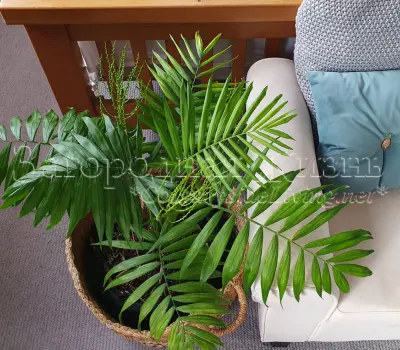 Хамедорея элеганс (комнатная пальма, домашняя пальма). Цветение в январе у нас дома. 