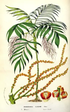 Хамедорея изящная (Хамедорея элеганс, Комнатная пальма, Домашняя пальма, Chamaedorea elegans, Parlour Palm, Parlor Palm, карликовая горная пальма, бамбуковая пальма). Старинная ботаническая иллюстрация. 