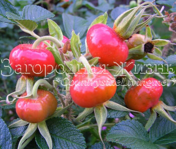 Шиповник морщинистый, роза морщинистая (Rosa rugosa) дает самые сладкие плоды (ягоды шиповника)