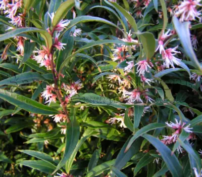 Саркококка Гукера, цветение. Sarcococca hookeriana digyna