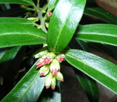 Саркококка Гукера, бутоны. Sarcococca hookeriana digyna
