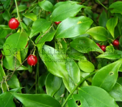 Саркококка иглолистая китайская (Sarcococca ruscifolia var. chinensis)