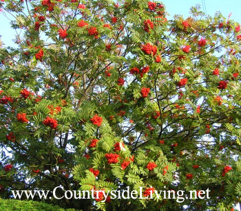 Рябина обыкновенная красная (Sorbus aucuparia) на нашей улице