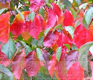 Стюартия псевдокамелия (Stewartia pseudocamellia) в цветах осени