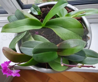 Домашний фаленопсис. Я выращиваю 7 фаленопсисов вместе в одном большом горшке без сливных отверстий. 