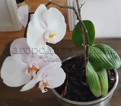 Фаленопсис в металлическом горшке без сливных отверстий. 