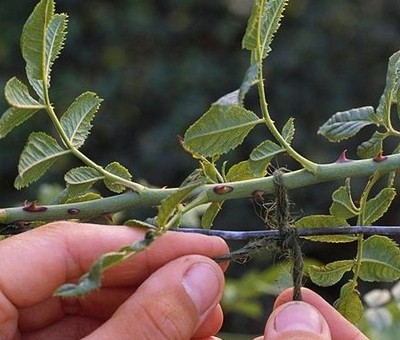 Prořezávání popínavých růží. Jak řezat, tvarovat a připevňovat ramflery a prolézačky k podpěře