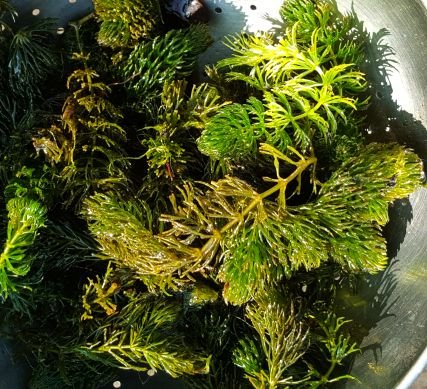 Hornwort (Ceratophyllum demersum), jezírková rostlina