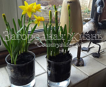 Нарциссы в горшке: уход в домашних условиях и выращивание дома весной (17 фото)